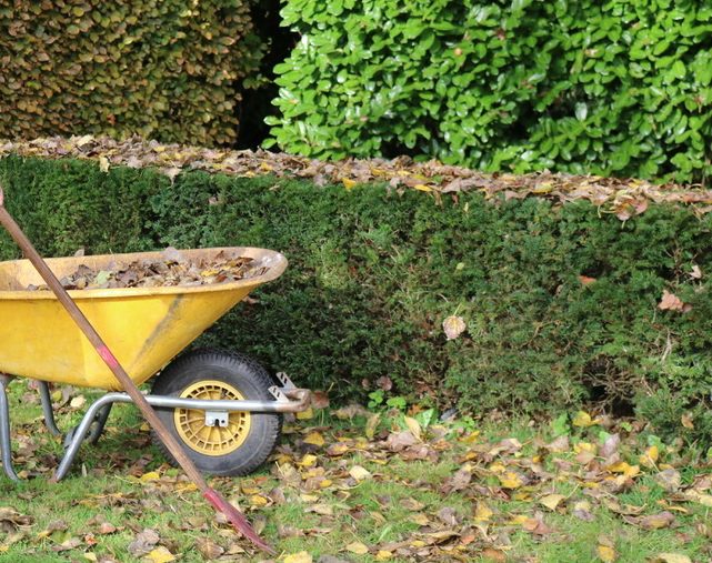 Een kruiwagen vol blad en een hark bij een geschoren haag